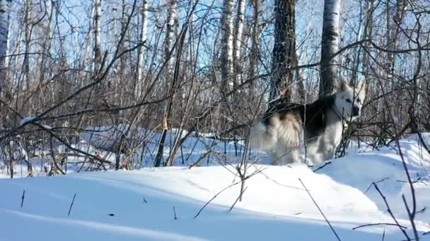 Pet Husky Wolf Dog Explores Forest Cold Sunny Winter Day — Video
