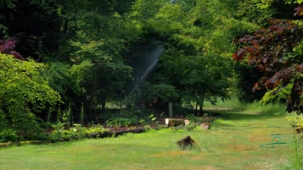 Footage Showing Sprinkling System Garden Watering Plants Borders — Video Stock