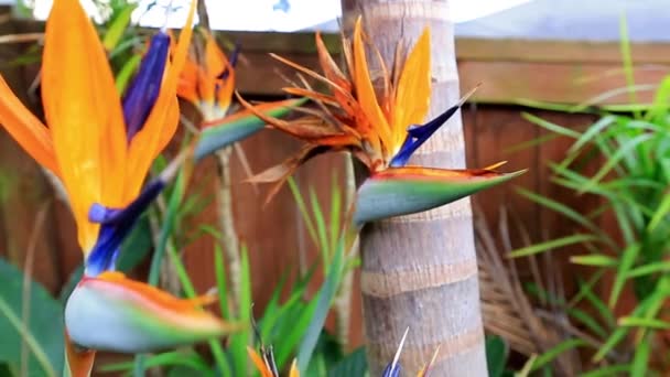 Strelitzia Ave Del Paraíso Flor — Vídeos de Stock