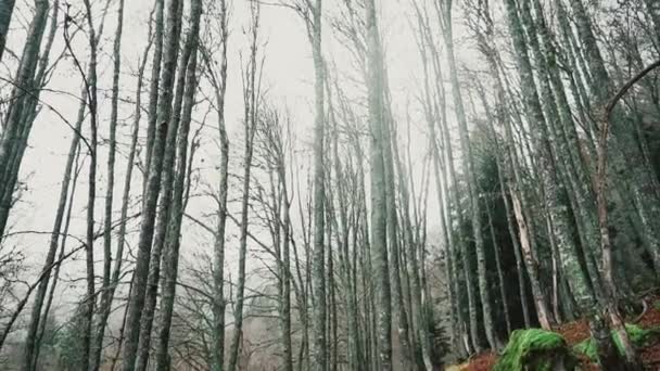 Fransa Bir Kış Günü Ormanın Zemininden Büyük Ağaçların Tepesine Uzanan — Stok video