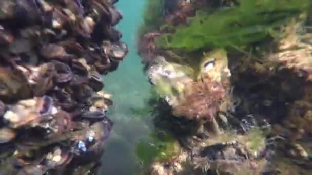 バルト海のカニ — ストック動画