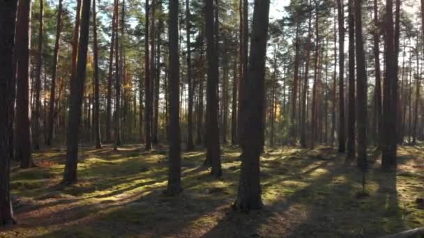 Двигаясь Боком Красивом Лесу Яркий Солнечный День — стоковое видео