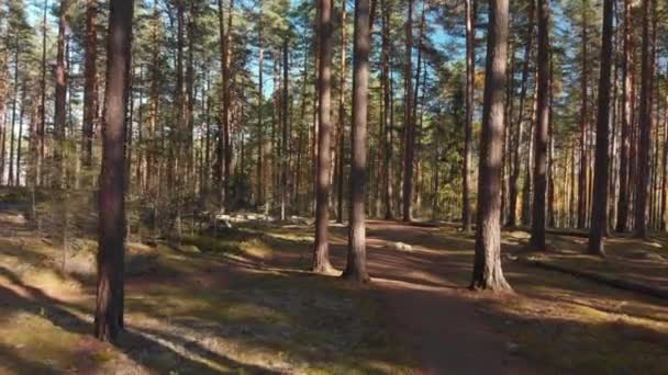 Wandern Einem Schönen Wald Einem Sonnigen Tag — Stockvideo