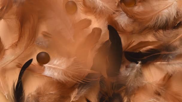 Top View Minimal Background Soft Fluffy White Brown Black Feathers — Vídeo de stock