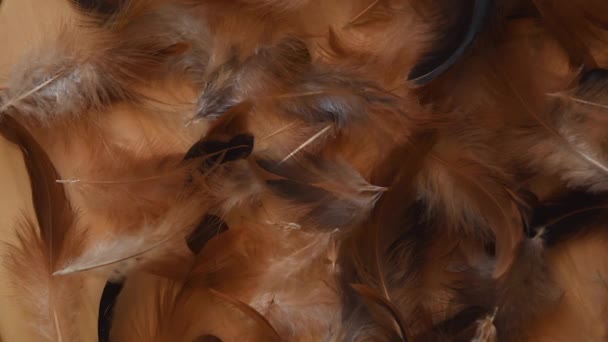 Top View Minimal Background Soft Fluffy White Brown Black Feathers — Wideo stockowe
