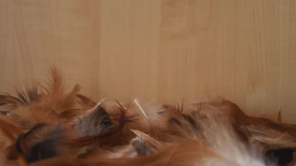 Minimal Background Soft Fluffy White Brown Black Feathers Falling Light — Vídeos de Stock