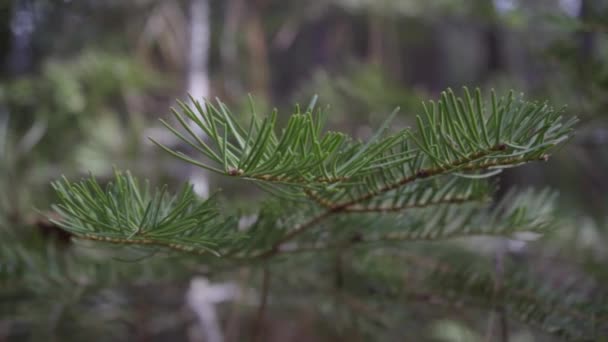 Slow Motion Panning Shot Close Young White Fir Tree Forest — Stockvideo