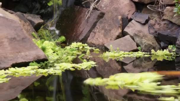Timelapsed Pan Pond Swirling Plants Koi Fish Streaking Water Light — Vídeo de Stock