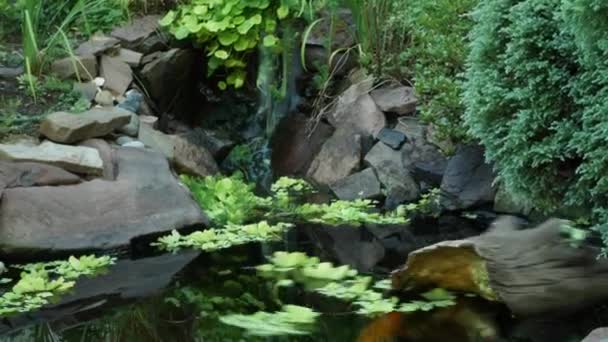 Time Lapsed Pan Pond Swirling Plants Dead Log Koi Fish — Vídeo de Stock