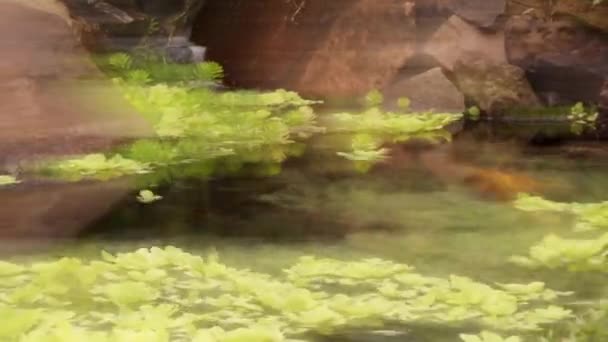 Timelapsed Pan Pond Swirling Plants Koi Fish Streaking Water Multiple — Vídeo de Stock