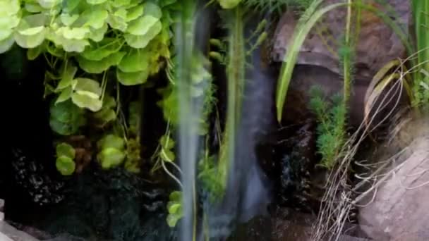 Time Lapsed Tilt Water Fall Pond Swirling Streaking Plants Koi — Stock video