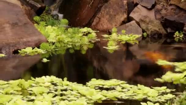 横渡池塘的时光流逝的平底锅 上有涡旋的植物和在水里飞来飞去的乌贼鱼 — 图库视频影像