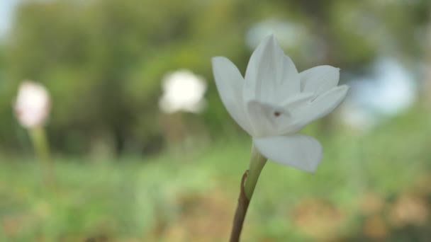 Texas Wildflowers Blooming Spring Bluebonnets Various Other Flowers — Wideo stockowe