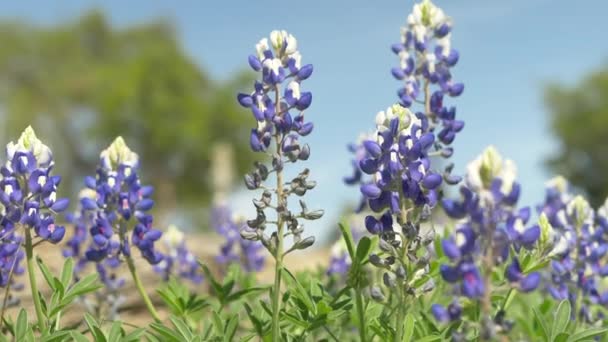 Texas Wildflowers Blooming Spring Bluebonnets Various Other Flowers — Stockvideo