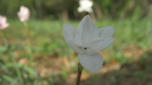 Texas Wildflowers Blooming Spring Bluebonnets Various Other Flowers — Stok video