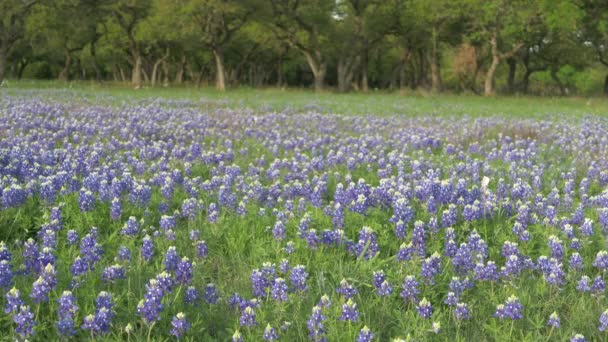 Texas Wildflowers Blooming Spring Bluebonnets Various Other Flowers — Stockvideo