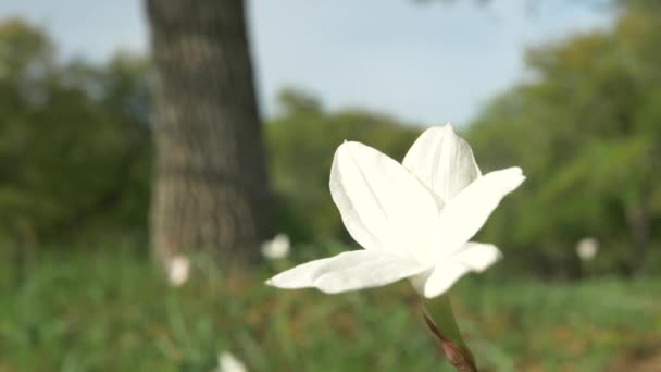 Texas Wildflowers Blooming Spring Bluebonnets Various Other Flowers — Stockvideo