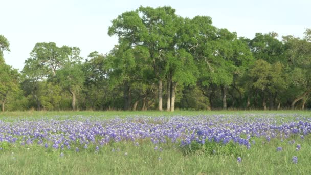 Texas Wildflowers Blooming Spring Bluebonnets Various Other Flowers — Wideo stockowe