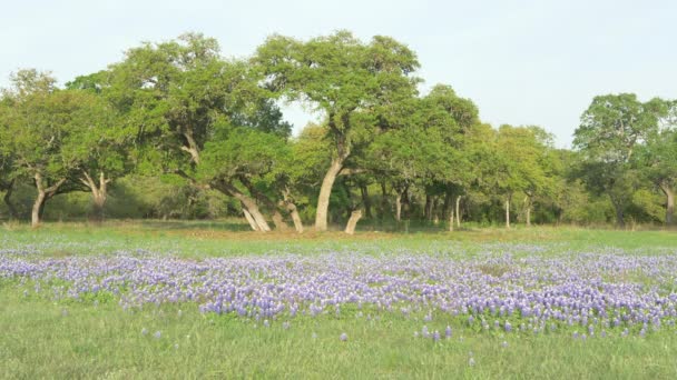 Texas Wildflowers Blooming Spring Bluebonnets Various Other Flowers — Stok video