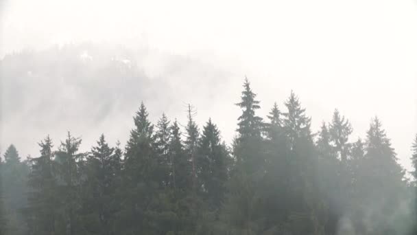 Rain Fall Forest Tree Winter Day Fog Motion Mountain Fresh — Wideo stockowe