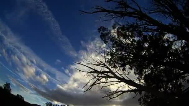 Sky Timelapse Arizona Tree Silhouted — Stockvideo