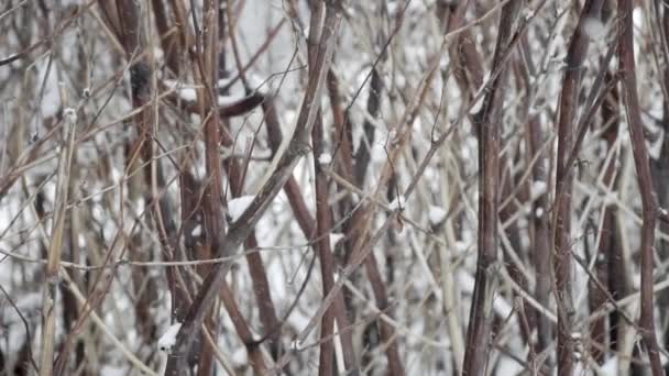 Close Slow Motion Snow Covered Twigs Snow Falling Frame — Αρχείο Βίντεο