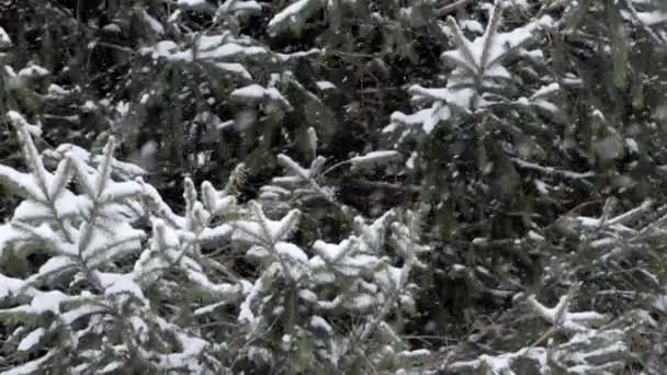 Close Slow Motion Snow Covered Needle Trees Snow Falling Frame — Wideo stockowe