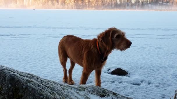 Cute Hungarian Vizsla Dog Snowy Beautiful Winter Landscape — Vídeo de Stock