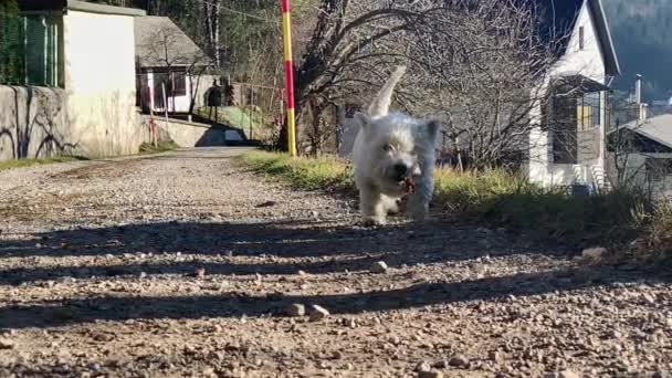 West Highland Terrier Περπάτημα Στο Δρόμο Αργή Κίνηση — Αρχείο Βίντεο