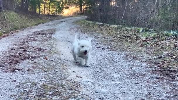 West Highland Terrier Runing Στο Δάσος Αργή Κίνηση — Αρχείο Βίντεο