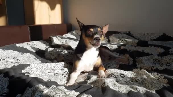 Cute Spanish Ratonero Bodeguero Andaluz Dog Laying Bed Sunshine Relaxing — 비디오