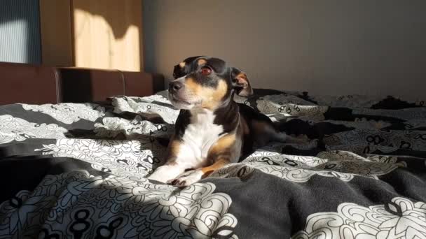 Cute Ratonera Bodeguero Andaluz Dog Laying Sunshine Bed Relaxing — Wideo stockowe
