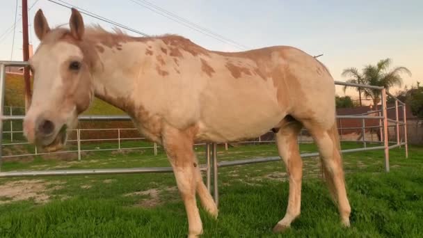 Cavallo Marrone Chiaro Pascolo Nel Cortile Dei Suoi Proprietari Munching — Video Stock