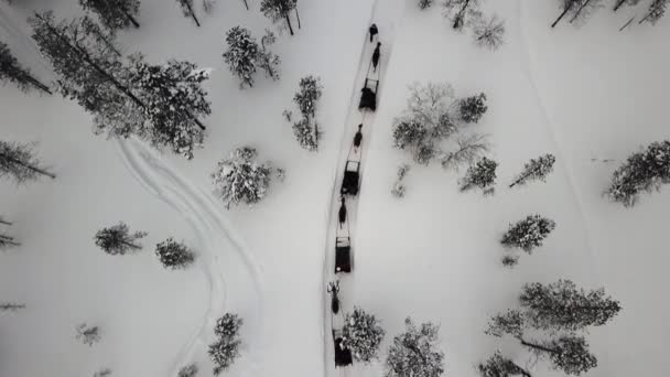 Drone View Reindeer Sleighride Saariselka Lapland Finland — Stockvideo