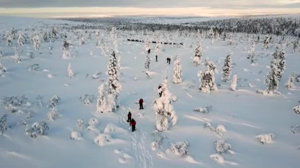 Drone View Snowshoe Walking Saariselka Lapland Finland — Vídeos de Stock