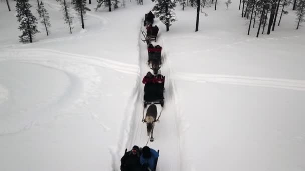 Drone View Reindeer Sleighride Saariselka Lapland Finland — Vídeos de Stock
