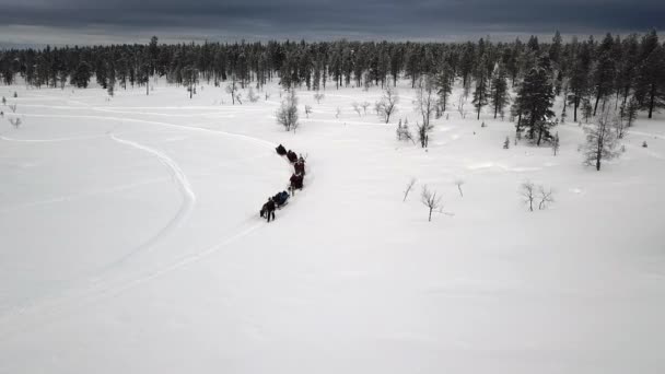 Drone View Reindeer Sleighride Saariselka Lapland Finland — Vídeos de Stock