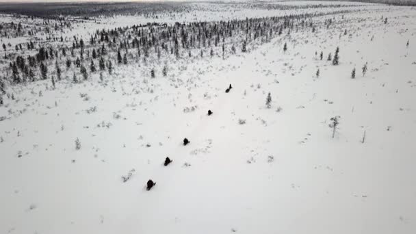 Drone View Snowscootering Saariselka Lapland Finland — Stockvideo