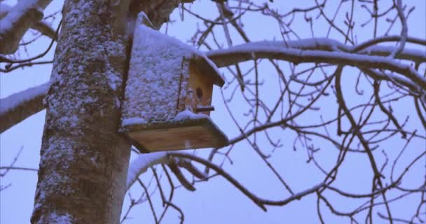 Een Vogel Voeder Gehecht Aan Een Besneeuwde Boom — Stockvideo