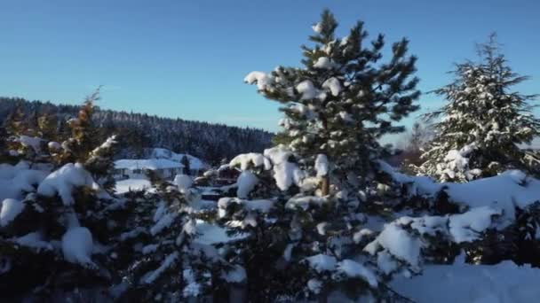 Norveç Teki Çam Ağaçlarının Kış Manzarası Karla Kaplı Dağlarda — Stok video