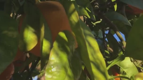 オレンジの木とその果物からのより近い眺め Palos Verdes Estates California — ストック動画