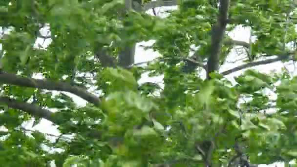 Погана Погода Сильний Вітер Трясе Гілки Листя Старого Горіхового Дерева — стокове відео
