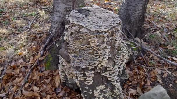 Krautholz Waldpilze Herbstlicher Buchenwald — Stockvideo