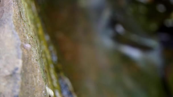 Time Lapse Time Exposure Freshwater Pond Snail Grazes Wet Rocks — Vídeo de Stock