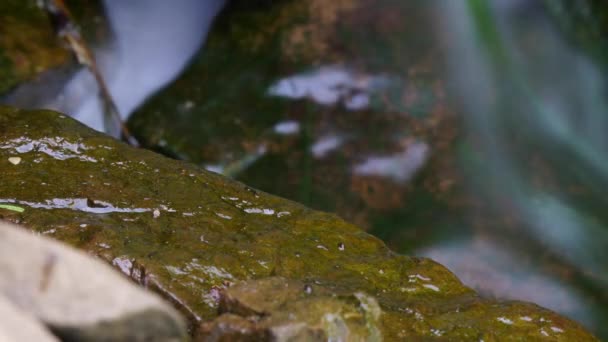 Time Lapse Time Exposure Small Waterfall Snails Crawl Wet Rocks — Stock video