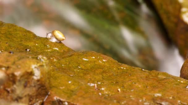 Time Lapse Time Exposure Freshwater Pond Snail Grazes Wet Rocks — Stockvideo