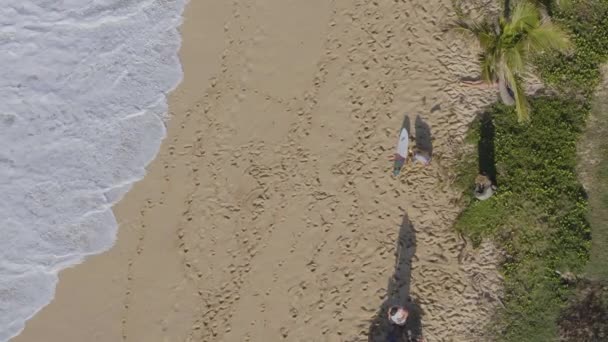 Vista Aérea Surfistas Preparándose Para Surfear Las Olas Tiburón Orilla — Vídeo de stock