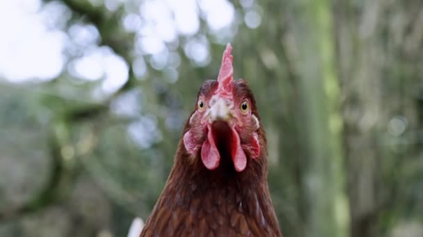 Kurczak Patrzący Kamerę — Wideo stockowe