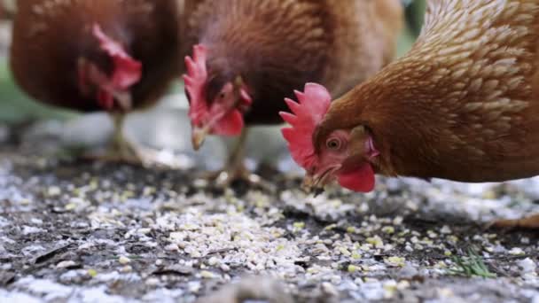スローモーションで食べ物を食べる鶏 — ストック動画