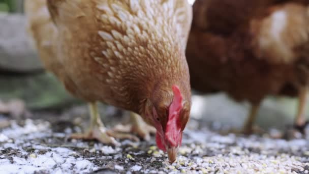 鶏は食べ物を近くで食べる — ストック動画